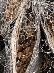 Oxycarenus luctuosus