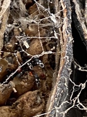 Oxycarenus luctuosus