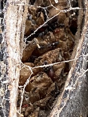 Oxycarenus luctuosus