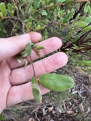 Grevillea chrysophaea