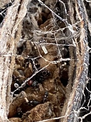 Oxycarenus luctuosus