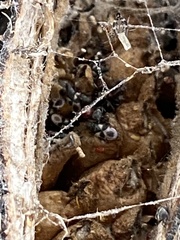 Oxycarenus luctuosus