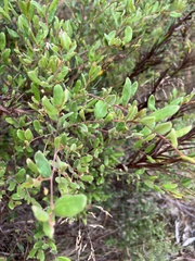 Grevillea chrysophaea