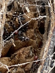 Oxycarenus luctuosus