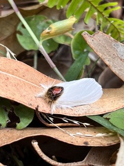 Trichiocercus mesomelas