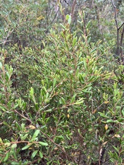 Grevillea chrysophaea