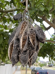 Oxycarenus luctuosus