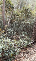 Ficus rubiginosa