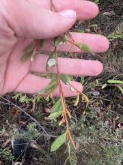 Grevillea chrysophaea