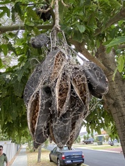 Oxycarenus luctuosus