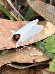 Trichiocercus mesomelas