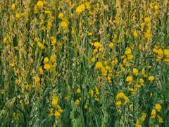 Crotalaria juncea