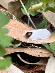 Trichiocercus mesomelas