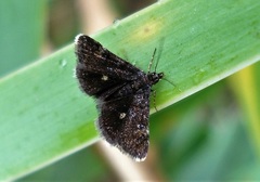 Heliothela wulfeniana