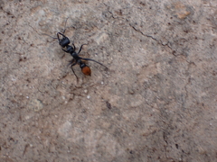 Myrmecia mandibularis