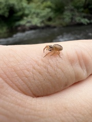 Opisthoncus sexmaculatus
