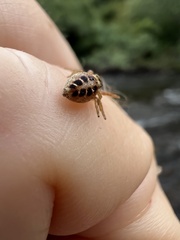 Opisthoncus sexmaculatus