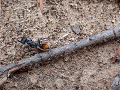 Myrmecia mandibularis
