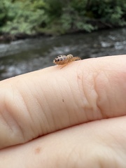 Opisthoncus sexmaculatus