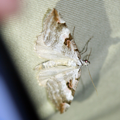 Aplocera praeformata