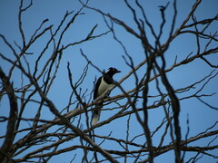 Cyanocorax cyanopogon