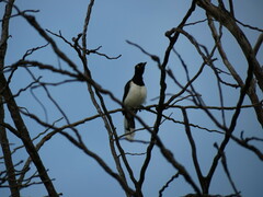 Cyanocorax cyanopogon