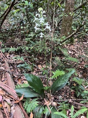 Calanthe triplicata