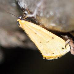 Setina irrorella