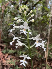 Calanthe triplicata