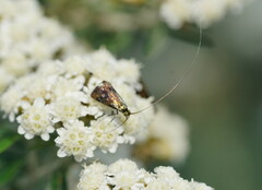 Nemophora