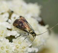 Nemophora