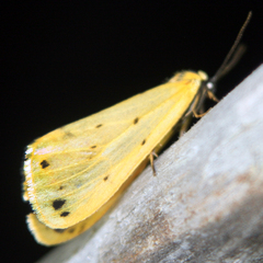 Setina irrorella