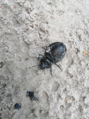 Ocnodes