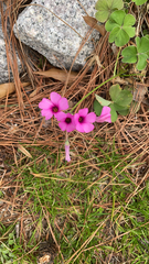 Oxalis articulata