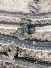 Ocnodes