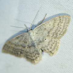 Scopula incanata
