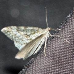 Entephria caesiata