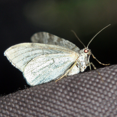 Entephria caesiata