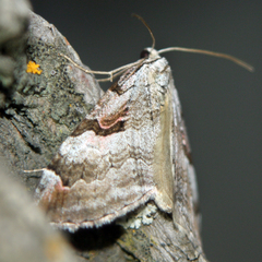 Aplocera praeformata