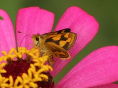 Taractrocera archias
