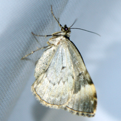Chloroclysta siterata