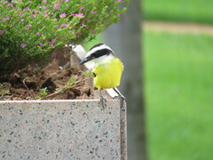 Pitangus sulphuratus