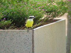 Pitangus sulphuratus