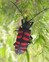 Ceroplesis capensis