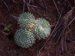 Psammotropha mucronata