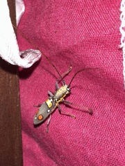 Olenecamptus bilobus