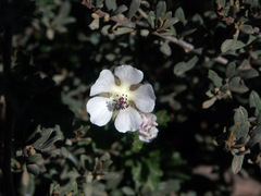 Anisodontea