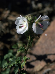 Anisodontea