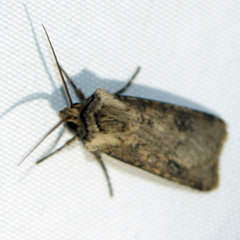 Agrotis clavis
