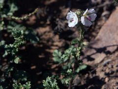 Anisodontea